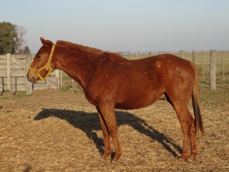 El Nilo Pelki