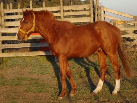 El Nilo Quinto