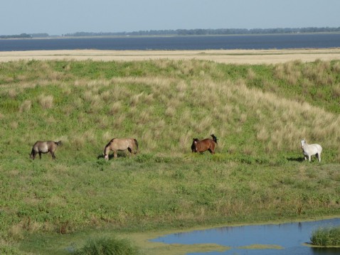Criollos an der Lagune