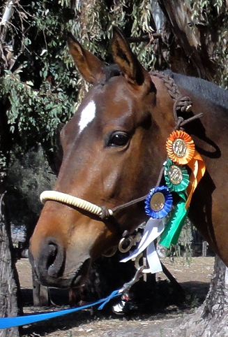 El Nilo Tormenta with prize
