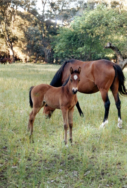 El Nilo Tormenta El Nilo Tormenta foal