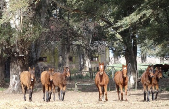 Mares and children hey you